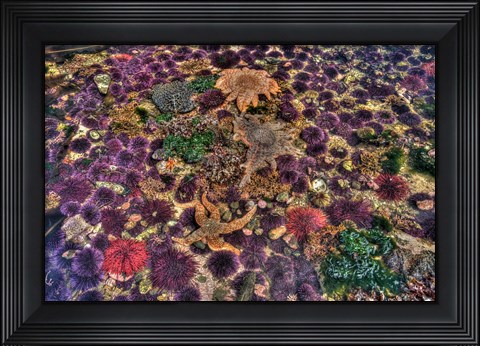Framed Tide Pool With Marine Life, Salt Creek, Washington State Print