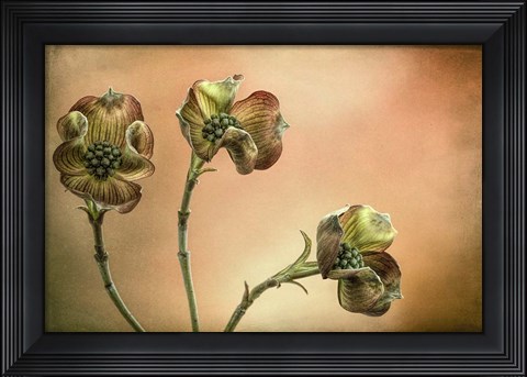 Framed Close-Up Of Pink Dogwood Blossoms Print