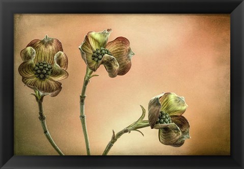 Framed Close-Up Of Pink Dogwood Blossoms Print