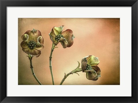 Framed Close-Up Of Pink Dogwood Blossoms Print