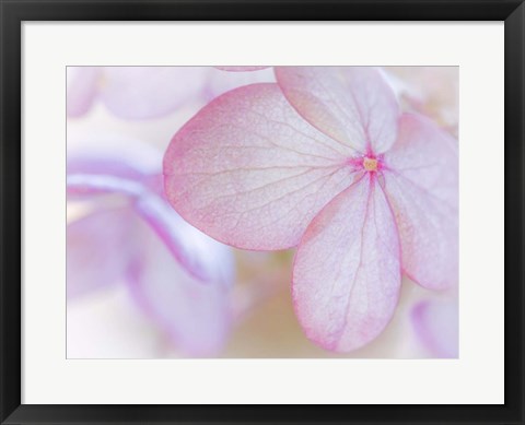 Framed Close-Up Of Hydrangea Paniculata Flower Print