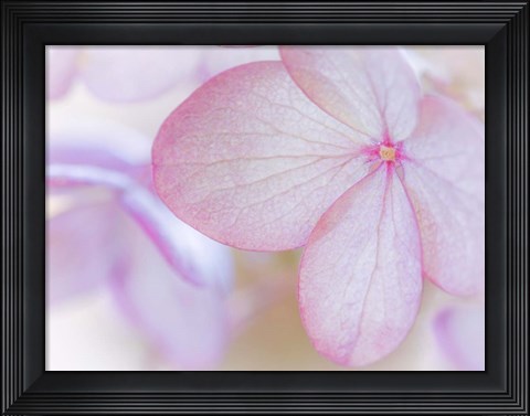Framed Close-Up Of Hydrangea Paniculata Flower Print
