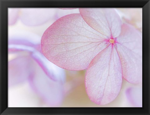 Framed Close-Up Of Hydrangea Paniculata Flower Print