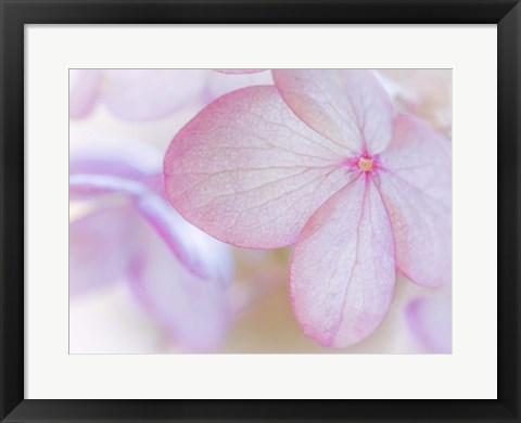 Framed Close-Up Of Hydrangea Paniculata Flower Print