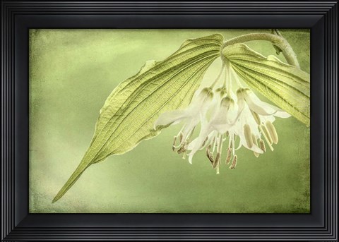 Framed Close-Up Of Hooker&#39;s Fairy Bell Flowers Print