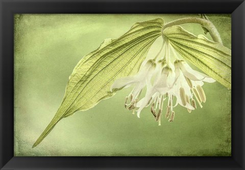 Framed Close-Up Of Hooker&#39;s Fairy Bell Flowers Print