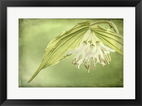 Framed Close-Up Of Hooker&#39;s Fairy Bell Flowers Print