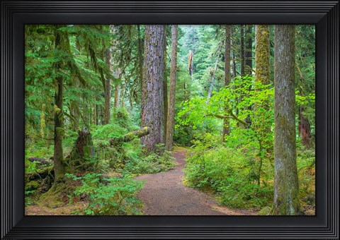 Framed Trail Through An Old Growth Forest, Washington State Print