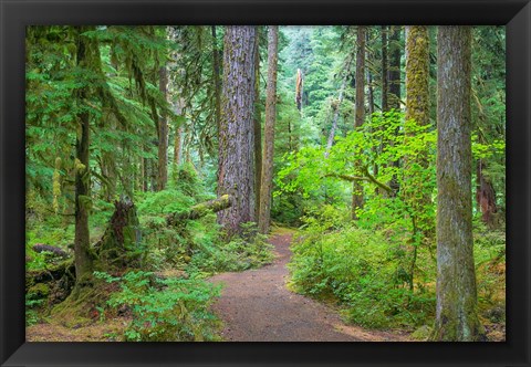 Framed Trail Through An Old Growth Forest, Washington State Print