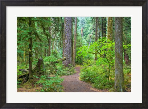 Framed Trail Through An Old Growth Forest, Washington State Print