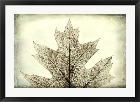 Framed Oak Leaf Abstract Print