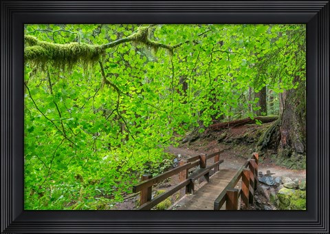 Framed Bridge Along The Sol Duc River Trail, Washington State Print