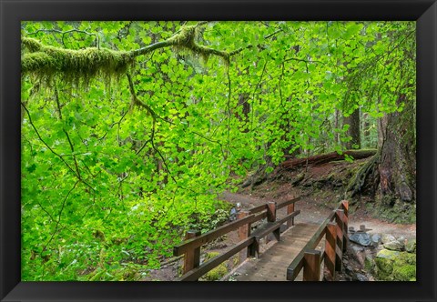 Framed Bridge Along The Sol Duc River Trail, Washington State Print