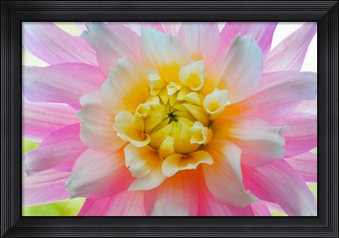 Framed Close-Up Of A Pastel Dahlia Flower Print