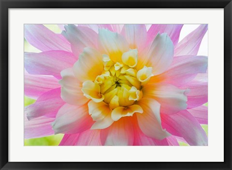 Framed Close-Up Of A Pastel Dahlia Flower Print