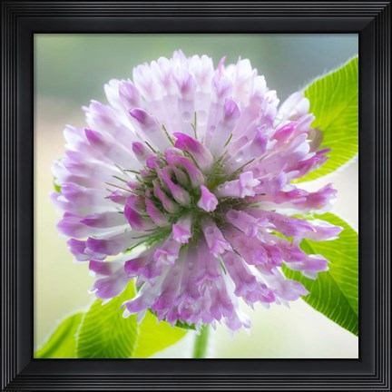 Framed Clover Blossom Flowers Print