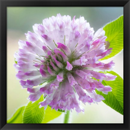 Framed Clover Blossom Flowers Print