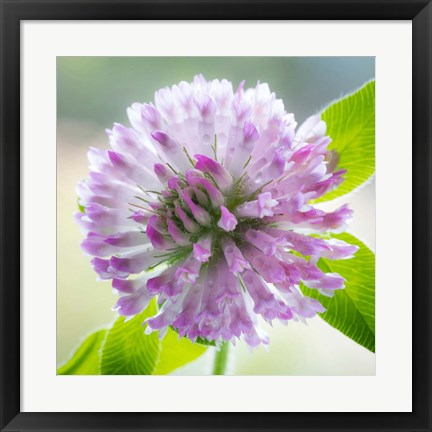 Framed Clover Blossom Flowers Print