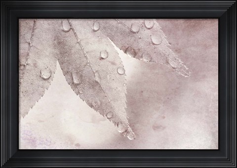 Framed Dew Drops On A Maple Leaf Print