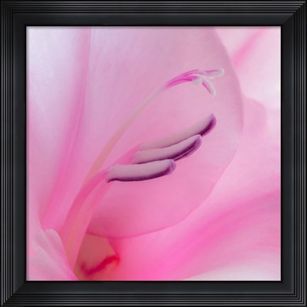 Framed Close-Up Of A Pink Gladiola Blossom Print