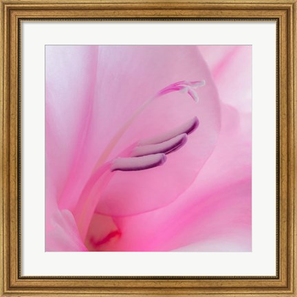 Framed Close-Up Of A Pink Gladiola Blossom Print