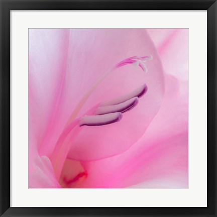 Framed Close-Up Of A Pink Gladiola Blossom Print