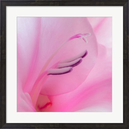 Framed Close-Up Of A Pink Gladiola Blossom Print