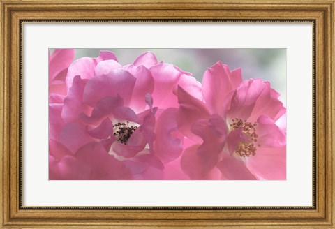 Framed Close-Up Of Pink Rose Blossoms Print