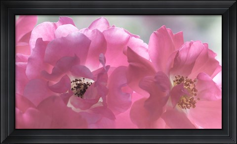 Framed Close-Up Of Pink Rose Blossoms Print