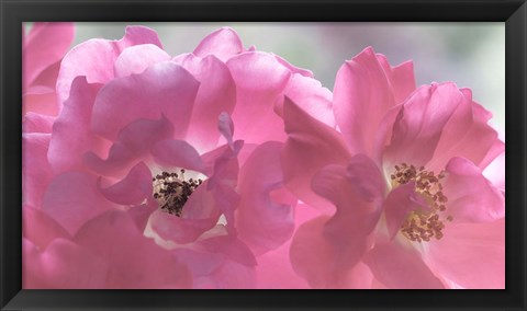 Framed Close-Up Of Pink Rose Blossoms Print