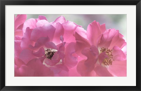 Framed Close-Up Of Pink Rose Blossoms Print