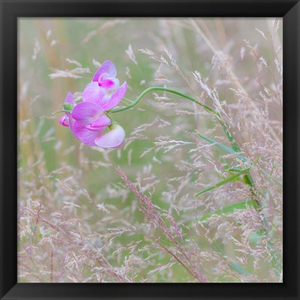 Framed Sweet Pea Blossoms In A Meadow Print