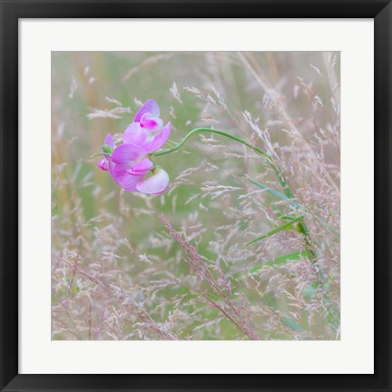 Framed Sweet Pea Blossoms In A Meadow Print