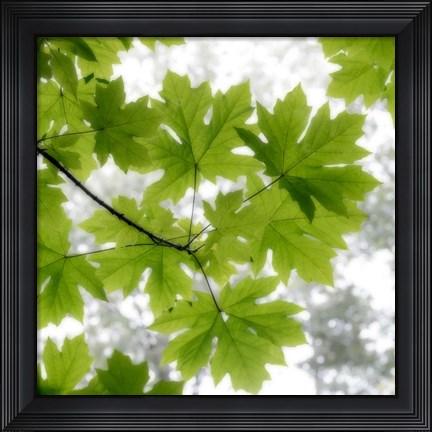 Framed Big Leaf Maples In Summer Print