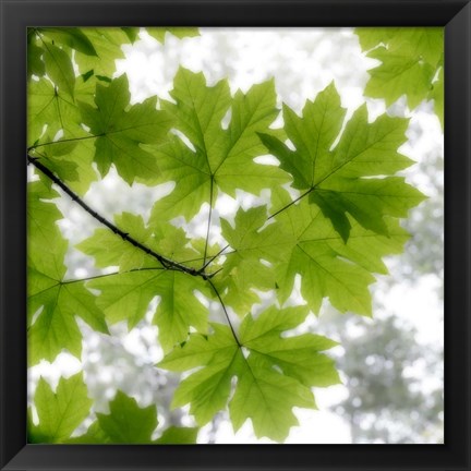 Framed Big Leaf Maples In Summer Print