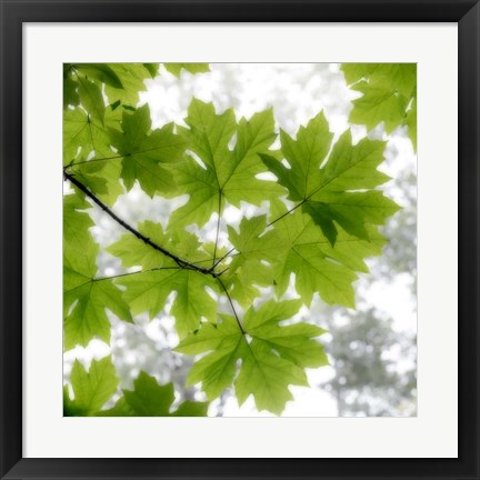 Framed Big Leaf Maples In Summer Print