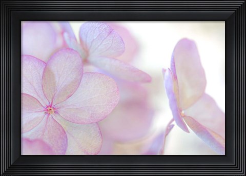 Framed Close-Up Of Soft Pink Hydrangea Flower Print