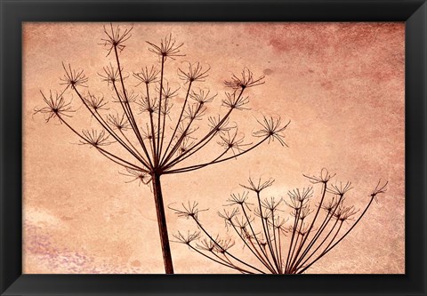 Framed Silhouette Of Queen Anne&#39;s Lace Plants Print