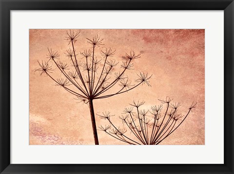 Framed Silhouette Of Queen Anne&#39;s Lace Plants Print