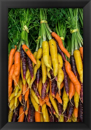 Framed Display Of Carrot Varieties Print