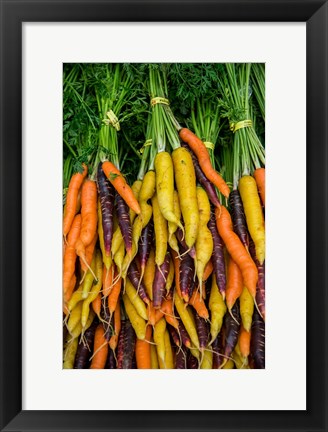 Framed Display Of Carrot Varieties Print