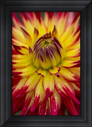 Framed Detail Of A Vibrant Dahlia Flower Print