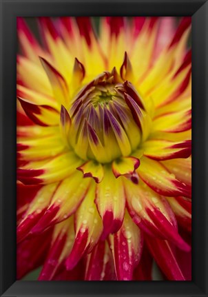 Framed Detail Of A Vibrant Dahlia Flower Print