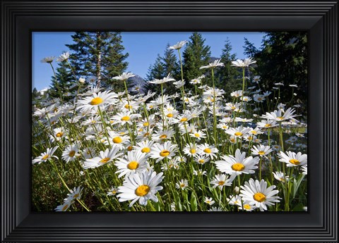 Framed Scenic View Of Oxeye Daisies Print