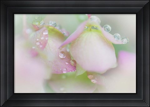 Framed Dew Drops On Ornamental Oregano Print