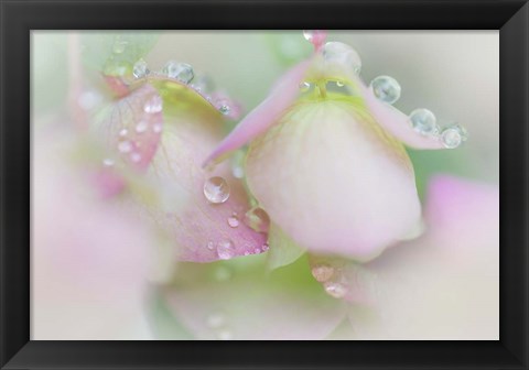 Framed Dew Drops On Ornamental Oregano Print