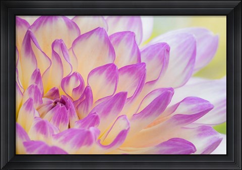 Framed Dahlia Flower Close-Up Print