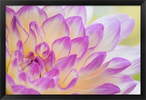 Framed Dahlia Flower Close-Up Print