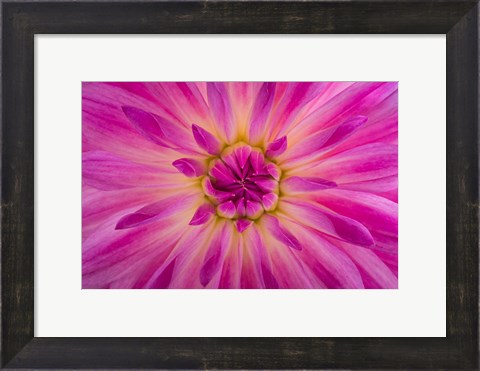 Framed Bright Pink Dahlia Blossom Detail Print