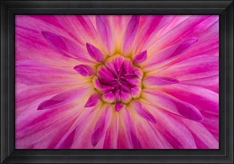 Framed Bright Pink Dahlia Blossom Detail Print